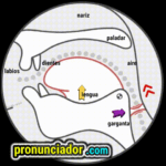 Why your ‘R’ sounds like a growl? (The No-Touch secret). Visual Pronunciation Guide 9 como se pronuncia vocal | consonante eɪ , pronunciacion en ingles escrito, pronunciacion en ingles de un texto , video | imagen | gif