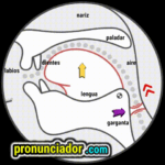 The secret of /ɚ/: The neutral mouth shape you can't see. American Pronunciation Guide 9 como se pronuncia vocal | consonante i , pronunciacion en ingles escrito, pronunciacion en ingles de un texto , video | imagen | gif