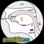 Voiceless TH /θ/ Visual Mechanics: The teeth-and-tongue "sandwich" 11 como se pronuncia vocal | consonante p , pronunciacion en ingles escrito, pronunciacion en ingles de un texto , video | imagen | gif
