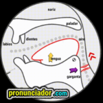 The secret of the ‘AR’ sound /ɑr/: The deep throat opening. 10 como se pronuncia vocal | consonante ɔr. , pronunciacion en ingles escrito, pronunciacion en ingles de un texto , video | imagen | gif