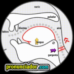 como se pronuncia vocal | consonante ə , pronunciacion en ingles escrito, pronunciacion en ingles de un texto , video | imagen | gif