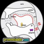 como se pronuncia vocal | consonante ɚ , pronunciacion en ingles escrito, pronunciacion en ingles de un texto , video | imagen | gif