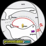 Perfect your glide! Vowel sound /ɔɪ/ - Correct with Video 9 como se pronuncia vocal | consonante ɛ , pronunciacion en ingles escrito, pronunciacion en ingles de un texto , video | imagen | gif