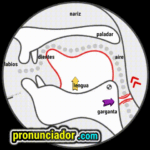 como se pronuncia vocal | consonante ɝ , pronunciacion en ingles escrito, pronunciacion en ingles de un texto , video | imagen | gif