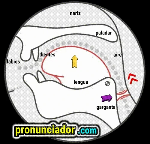 ZH: Why your /ʒ/ sounds like /ʃ/? (The vibration secret).(Visual Guide). 4 como se pronuncia vocal | consonante ɪr , pronunciacion en ingles escrito, pronunciacion en ingles de un texto , video | imagen | gif