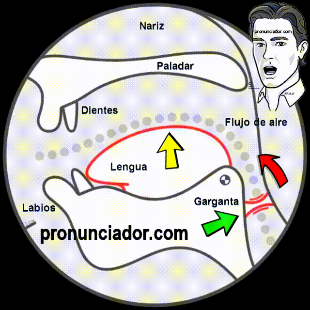 Pronunciación en inglés de O /ɑ/ Articulación Paso a Paso